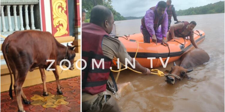 ಉಪ್ಪಿನಂಗಡಿ : ನೇತ್ರಾವತಿ ನದಿಯ ನೀರಿನಲ್ಲಿದ್ದ ದನವನ್ನು ರಕ್ಷಿಸಿದ ರಕ್ಷಣಾ ತಂಡ..!!