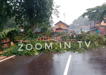 ವಿಟ್ಲ : ರಸ್ತೆಗೆ ಅಡ್ಡಲಾಗಿ ಬಿದ್ದ ಮರ : ಟ್ರಾಫಿಕ್ ಜಾಮ್!