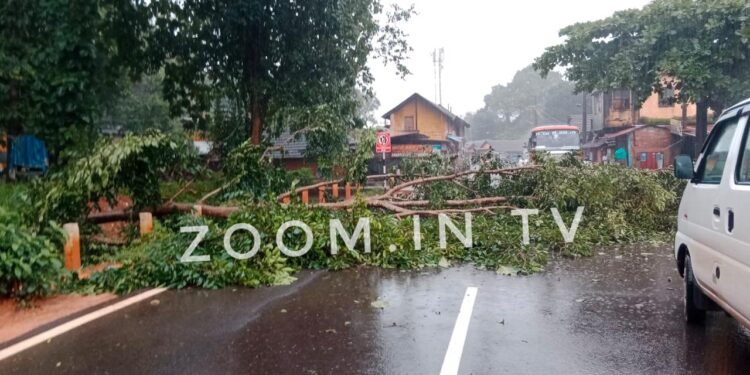 ವಿಟ್ಲ : ರಸ್ತೆಗೆ ಅಡ್ಡಲಾಗಿ ಬಿದ್ದ ಮರ : ಟ್ರಾಫಿಕ್ ಜಾಮ್!