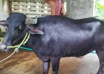 ಹಲವು ಪದಕ ಗೆದ್ದಿದ್ದ ‘ನಾಗು’ ಇನ್ನಿಲ್ಲ!