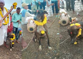 ಪಂಢರಪುರ To ಯಮಗರಣಿಗೆ ಮೋತಿ ಪಯಣ : ಕಳೆದು ಹೋಗಿದ್ದ ಶ್ವಾನ ವಾಪಸ್‌ ಬಂದಿದ್ದೇ ಪವಾಡ!