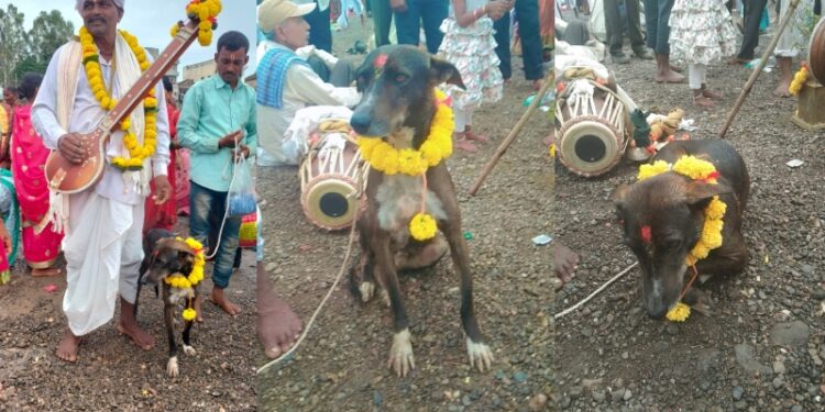 ಪಂಢರಪುರ To ಯಮಗರಣಿಗೆ ಮೋತಿ ಪಯಣ : ಕಳೆದು ಹೋಗಿದ್ದ ಶ್ವಾನ ವಾಪಸ್ ಬಂದಿದ್ದೇ ಪವಾಡ!