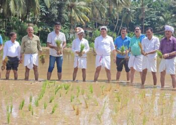 ದೇರಳಕಟ್ಟೆ : ಭತ್ತ ನಾಟಿ ಕಾರ್ಯಕ್ರಮಕ್ಕೆ ಚಾಲನೆ ನೀಡಿದ ಸಂಸದ ಬ್ರಿಜೇಶ್ ಚೌಟ