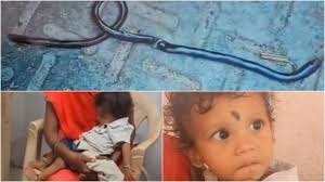 ಆಟಸಾಮಾನೆಂದು ಹಾವನ್ನು ಕಚ್ಚಿ ಕೊಂದ ಒಂದು ವರ್ಷದ ಕಂದಮ್ಮ : ಆಮೇಲೇನಾಯ್ತು?