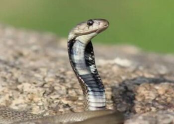 ಇನ್ಶೂರೆನ್ಸ್​ ಹಣ ದೋಚಲು ಪತ್ನಿಗೆ ಹಾವಿನ ವಿಷವಿರುವ ಇಂಜೆಕ್ಷನ್​ ಕೊಟ್ಟ ಪತಿ!