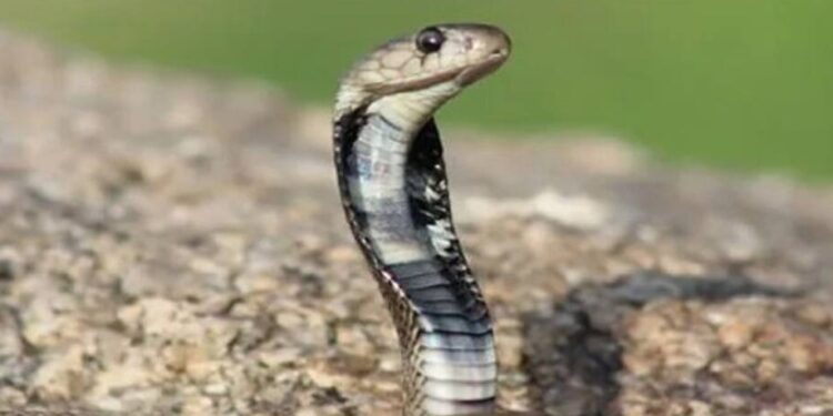 ಇನ್ಶೂರೆನ್ಸ್​ ಹಣ ದೋಚಲು ಪತ್ನಿಗೆ ಹಾವಿನ ವಿಷವಿರುವ ಇಂಜೆಕ್ಷನ್​ ಕೊಟ್ಟ ಪತಿ!