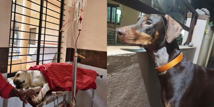 ಇನ್ನೊಂದು ನಾಯಿಯ ಪ್ರಾಣ ಉಳಿಸಲು ರಕ್ತದಾನ ಮಾಡಿದ ಶ್ವಾನ : ಲ್ಯಾಬರ್ ಡಾಗ್‌ಗೆ ಆಸರೆಯಾಯ್ತು ಡಾಬರ್ ಮ್ಯಾನ್‌!