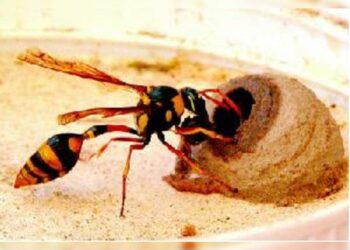 ಬೆಳ್ತಂಗಡಿ : ಕಣಜದ ಹುಳು ದಾಳಿ : ವ್ಯಕ್ತಿ ಸಾವು!