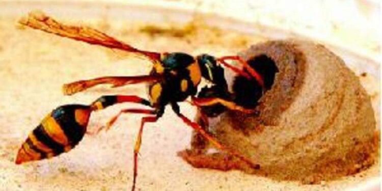 ಬೆಳ್ತಂಗಡಿ : ಕಣಜದ ಹುಳು ದಾಳಿ : ವ್ಯಕ್ತಿ ಸಾವು!