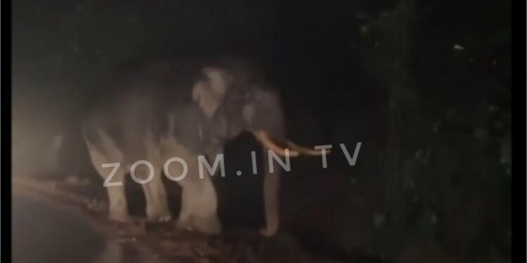 ಚಾರ್ಮಾಡಿ ಘಾಟಿಯಲ್ಲಿ ಮತ್ತೆ ಒಂಟಿ ಸಲಗ ಪ್ರತ್ಯಕ್ಷ!