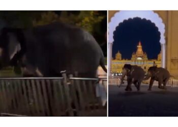 ಕಾದಾಡುತ್ತಾ ಅರಮನೆ ಆವರಣದಿಂದ ರಸ್ತೆಗೆ ಬಂದ ದಸರಾ ಆನೆಗಳು!