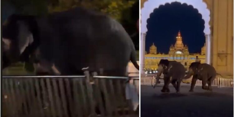 ಕಾದಾಡುತ್ತಾ ಅರಮನೆ ಆವರಣದಿಂದ ರಸ್ತೆಗೆ ಬಂದ ದಸರಾ ಆನೆಗಳು!