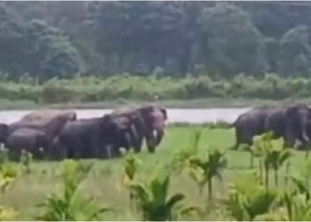 ಜಲಕ್ರೀಡೆಯಾಡಿದ 20ಕ್ಕೂ ಹೆಚ್ಚು ಕಾಡಾನೆಗಳು ; ಕಾಫಿ ತೋಟಕ್ಕೆ ಲಗ್ಗೆ