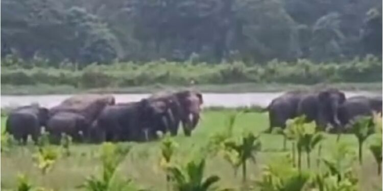 ಜಲಕ್ರೀಡೆಯಾಡಿದ 20ಕ್ಕೂ ಹೆಚ್ಚು ಕಾಡಾನೆಗಳು ; ಕಾಫಿ ತೋಟಕ್ಕೆ ಲಗ್ಗೆ