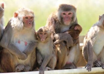 ಬಾಲಕಿ ಮೇಲೆ ಅತ್ಯಾಚಾರ ಯತ್ನ  : ತಪ್ಪಿಸಿದ ಕೋತಿಗಳು!
