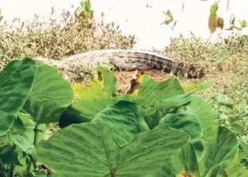 ಉಪ್ಪಿನಂಗಡಿ : ಸೇತುವೆ ಬದಿ ಮೊಸಳೆ ಪತ್ತೆ!