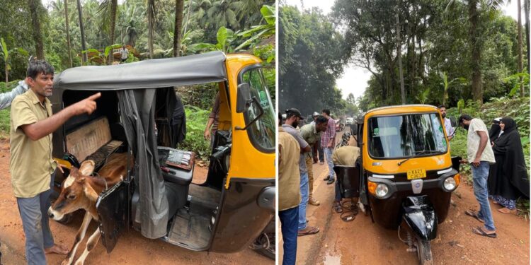 ಪುತ್ತೂರು : ಆಟೋ ರಿಕ್ಷಾದಲ್ಲಿ ಗೋ ಸಾಗಾಟ : ಬಜರಂಗದಳ ಕಾರ್ಯಕರ್ತರಿಂದ ತಡೆ : ಮಹಿಳೆಯರು ಸಹಿತ ಜಾನುವಾರು, ವಾಹನ ಪೊಲೀಸ್ ವಶಕ್ಕೆ!