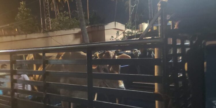 ಅಕ್ರಮ ಗೋ ಸಾಗಾಟ : ಸುಳ್ಯದಲ್ಲಿ ತಡೆದು ಪೊಲೀಸರಿಗೊಪ್ಪಿಸಿದ ಕಾರ್ಯಕರ್ತರು!