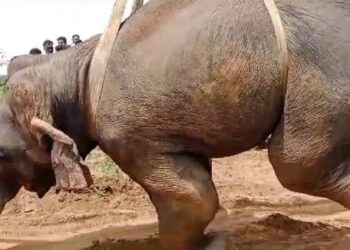 ಮೈಸೂರು ಭಾಗದಲ್ಲಿ ಒಂದೇ ದಿನ ಎರಡು ಆನೆ ಸಾವು!