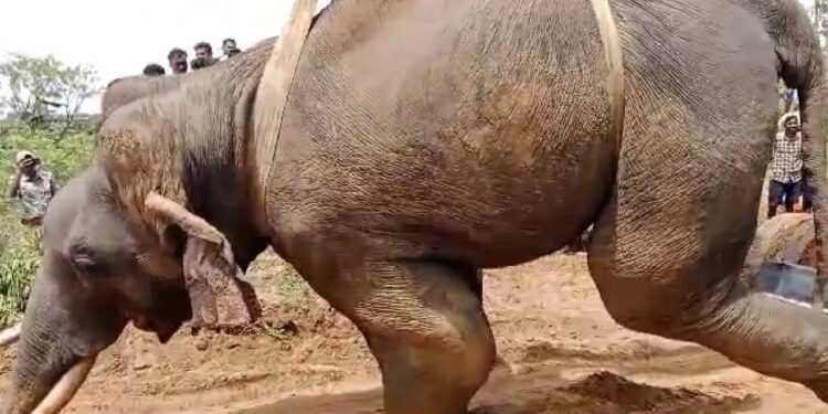 ಮೈಸೂರು ಭಾಗದಲ್ಲಿ ಒಂದೇ ದಿನ ಎರಡು ಆನೆ ಸಾವು!