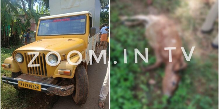 ಪುತ್ತೂರು: ಆಕ್ರಮ ಗೋ ಸಾಗಾಟ ತಡೆದ ಪೊಲೀಸರು: ಇಬ್ಬರು ಪರಾರಿ: ಕರು ಮೃತ್ಯು..!!!