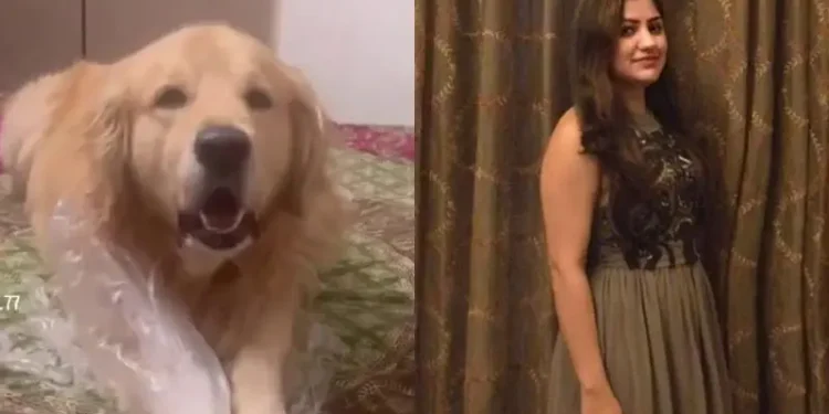 ಸಾಕಿದ ನಾಯಿಗೋಸ್ಕರ ಮದುವೆ ಕ್ಯಾನ್ಸಲ್ :7 ವರ್ಷದ ಪ್ರೀತಿಗೆ ಬ್ರೇಕ್..!!