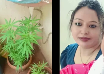 ಮನೆ ಹಿತ್ತಲಿನಲ್ಲಿ ಗಾಂಜಾ ಬೆಳಸಿ ರೀಲ್ಸ್​ ಮಾಡಿದ್ದ ಮಹಿಳೆ ಪೊಲೀಸರ ಅತಿಥಿ