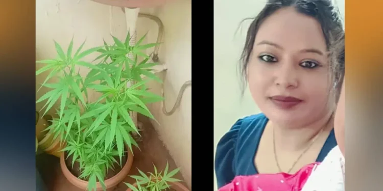 ಮನೆ ಹಿತ್ತಲಿನಲ್ಲಿ ಗಾಂಜಾ ಬೆಳಸಿ ರೀಲ್ಸ್​ ಮಾಡಿದ್ದ ಮಹಿಳೆ ಪೊಲೀಸರ ಅತಿಥಿ