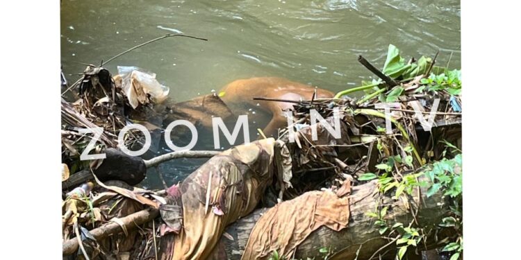 ಪುತ್ತೂರು: ತೋಡಿನಲ್ಲಿ ಅಪರಿಚಿತ ಶವ ಪತ್ತೆ..!!!