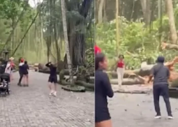 ಬಾಲಿಯ ಮಂಕಿ ಫಾರೆಸ್ಟ್‌ನಲ್ಲಿ ದೈತ್ಯ ಮರ ಉರುಳಿ ಇಬ್ಬರ ಸಾವು; ವಿಡಿಯೋ ವೈರಲ್