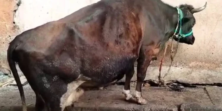 ಹಸುಗಳ ಕೆಚ್ಚಲು ಕೊಯ್ದ ದುರುಳರು, ಸ್ಥಳದಲ್ಲಿ ಬಿಗುವಿನ ವಾತಾವರಣ..!!