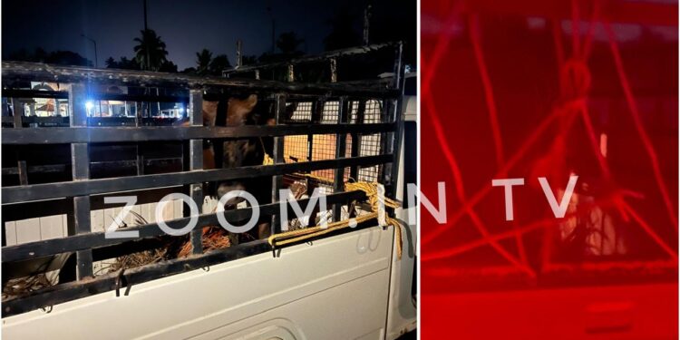 ಪುತ್ತೂರು: ಹಿಂಸಾತ್ಮಕ ರೀತಿಯಲ್ಲಿ ಗೋ ಸಾಗಾಟ: ಬಜರಂಗದಳ ಕಾರ್ಯಕರ್ತರಿಂದ ಪೊಲೀಸರಿಗೆ ಮಾಹಿತಿ..!!!!