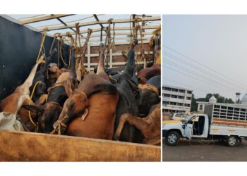 ಮಂಗಳೂರು : ಕಾಲುಗಳನ್ನು ಕಟ್ಟಿ ಅಮಾನುಷವಾಗಿ ಅಕ್ರಮ ಗೋ ಸಾಗಾಟ : ಪ್ರಕರಣ ದಾಖಲು..!!!