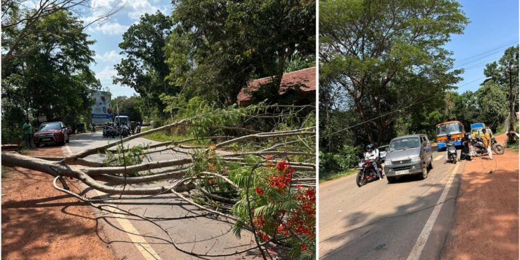 ಪುತ್ತೂರು: ಮರ ಬಿದ್ದು ವಿದ್ಯುತ್ ತಂತಿಗೆ ಹಾನಿ ..!!