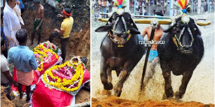 ಬೆಂಕಿಯುಂಡೆಯಲ್ಲಿ ಬೆಂದು ಹೋದ ಕಂಬಳದ ಮುತ್ತುಗಳು: ಅಸುನೀಗಿದ ಅಪ್ಪು- ತೋನ್ಸೆ..!!