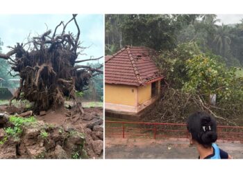 ವಿಟ್ಲ: ಕನ್ಯಾನ ಮಲರಾಯಿ ದೈವಸ್ಥಾನದ ಗೋಪುರದ ಮೇಲೆ ಮರಬಿದ್ದು ಹಾನಿ..!!!