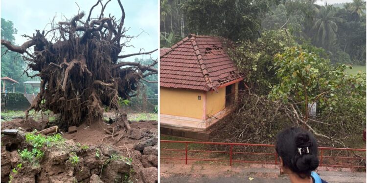 ವಿಟ್ಲ: ಕನ್ಯಾನ ಮಲರಾಯಿ ದೈವಸ್ಥಾನದ ಗೋಪುರದ ಮೇಲೆ ಮರಬಿದ್ದು ಹಾನಿ..!!!