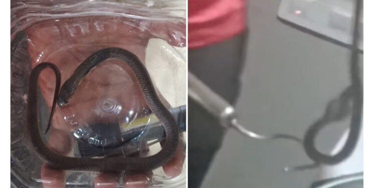 ಪುತ್ತೂರು: ನಾಗ ಪ್ರತಿಷ್ಠೆ ಬಳಿಕ ಲೇ ಔಟ್ ಅಪ್ರೂವ್ ಆಗುತ್ತಿದ್ದಂತೆ ದೊರಿಯಿತು ನಾಗನ ಆಶೀರ್ವಾದ..!!