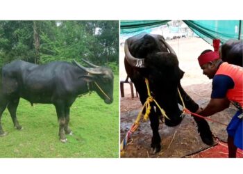 ಶೇಕ್ ಹ್ಯಾಂಡ್ ಕೊಡುವ ಕೋಣ ಎಂದೇ ಪ್ರಸಿದ್ಧಿ ಪಡೆದಿದ್ದ ಪೇರೋಡಿಪುತ್ತಿಗೆ ಗುತ್ತಿನ ಕೋಣ ಚೀಂಕ್ರ ನಿಧನ..!!