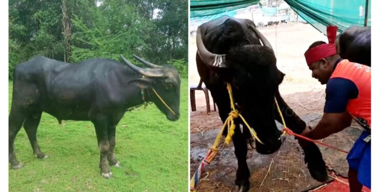 ಶೇಕ್ ಹ್ಯಾಂಡ್ ಕೊಡುವ ಕೋಣ ಎಂದೇ ಪ್ರಸಿದ್ಧಿ ಪಡೆದಿದ್ದ ಪೇರೋಡಿಪುತ್ತಿಗೆ ಗುತ್ತಿನ ಕೋಣ ಚೀಂಕ್ರ ನಿಧನ..!!