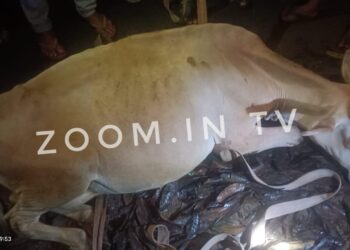 ವಿಟ್ಲ: ಪಿಕಪ್ ನಿಂದ ಬಿದ್ದು ದನಕ್ಕೆ ಗಾಯ: ಅಕ್ರಮ ಗೋ ಸಾಗಾಟ ಶಂಕೆ..!!