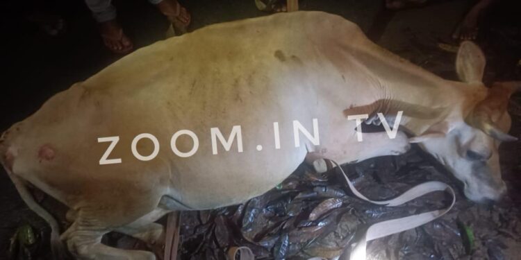 ವಿಟ್ಲ: ಪಿಕಪ್ ನಿಂದ ಬಿದ್ದು ದನಕ್ಕೆ ಗಾಯ: ಅಕ್ರಮ ಗೋ ಸಾಗಾಟ ಶಂಕೆ..!!