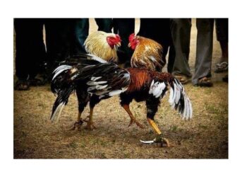 ತೋಟದಲ್ಲಿ ನಡೆಯುತ್ತಿದ್ದ ಕೋಳಿ ಅಂಕಕ್ಕೆ ದಾಳಿ: ಆರು ಬೈಕ್ ಎರಡು ಕಾರು ಸಹಿತ ಮೂವರು ವಶಕ್ಕೆ..!!!