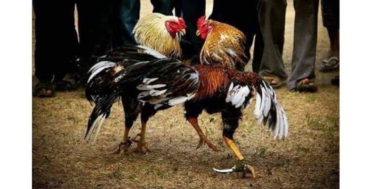 ತೋಟದಲ್ಲಿ ನಡೆಯುತ್ತಿದ್ದ ಕೋಳಿ ಅಂಕಕ್ಕೆ ದಾಳಿ: ಆರು ಬೈಕ್ ಎರಡು ಕಾರು ಸಹಿತ ಮೂವರು ವಶಕ್ಕೆ..!!!