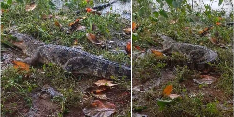 ಉಪ್ಪಿನಂಗಡಿ : ಕುಮಾರಧಾರ ನದಿಯಲ್ಲಿ ಮೊಸಳೆ ಪ್ರತ್ಯಕ್ಷ..!!