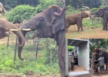 ಬನ್ನೇರುಘಟ್ಟದಿಂದ ಜಪಾನ್​ಗೆ ವಿಮಾನದಲ್ಲಿ ಹೊರಟ 4 ಆನೆಗಳು..!!!