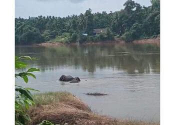 ಬಿಳಿಯೂರು ಹೊಳೆ ಬದಿ ಆನೆಗಳು ಪ್ರತ್ಯಕ್ಷ..!!