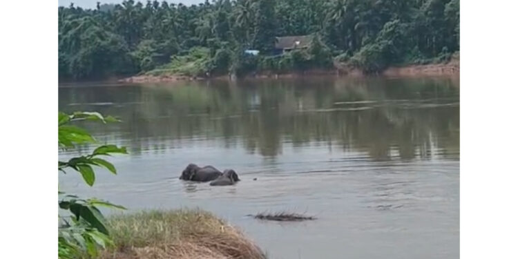 ಬಿಳಿಯೂರು ಹೊಳೆ ಬದಿ ಆನೆಗಳು ಪ್ರತ್ಯಕ್ಷ..!!