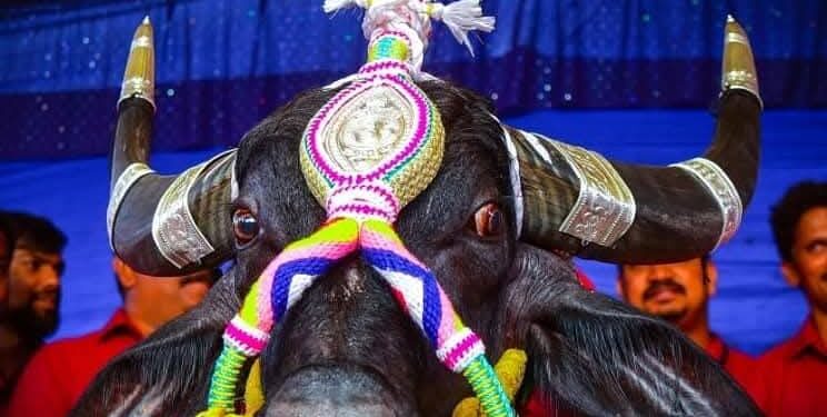 ಕಂಬಳ ಕ್ಷೇತ್ರದಲ್ಲಿ ರಾಜನಾಗಿ ಮೆರೆದ ‘ಚೆನ್ನ’ ಇನ್ನಿಲ್ಲ..!!