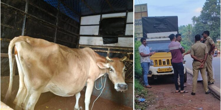 ಪುತ್ತೂರು: ಆಕ್ರಮ ಗೋ ಸಾಗಾಟ: ಹಿಂದೂ ಸಂಘಟನೆಗಳ ಮಾಹಿತಿ ಮೇರೆಗೆ ಇಬ್ಬರು ಪೊಲೀಸ್ ವಶಕ್ಕೆ..!!